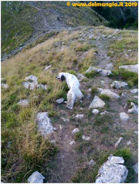 Veleno del Mangia